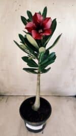 Planta Simples 2587 – 30cm – 02 anos - Imagem 2