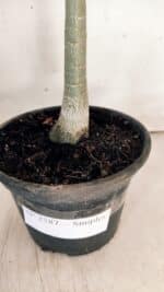 Planta Simples 2587 – 30cm – 02 anos - Imagem 7