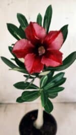 Planta Simples 2587 – 30cm – 02 anos - Imagem 4