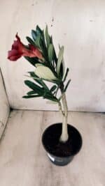 Planta Simples 2587 – 30cm – 02 anos - Imagem 6