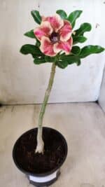 Planta Simples 2588 – 25cm – 01 ano - Imagem 2