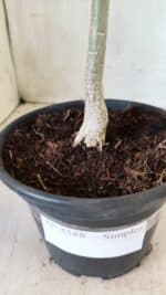 Planta Simples 2588 – 25cm – 01 ano - Imagem 6