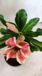 Planta Simples 2588 – 25cm – 01 ano - Imagem 4