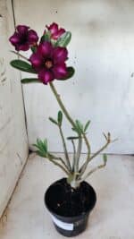 Planta Simples 2588 – 35cm – 02 anos - Imagem 2