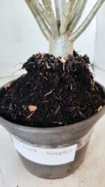 Planta Simples 2588 – 35cm – 02 anos - Imagem 7