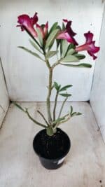 Planta Simples 2588 – 35cm – 02 anos - Imagem 6