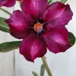 Planta Simples 2588 – 35cm – 02 anos