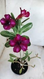 Planta Simples 2588 – 35cm – 02 anos - Imagem 4