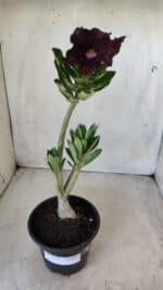 Planta Simples 2590 – 30cm – 02 anos - Imagem 2