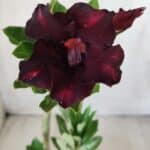 Planta Simples 2590 – 30cm – 02 anos