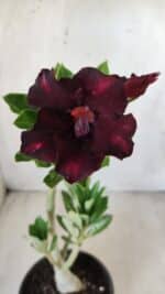 Planta Simples 2590 – 30cm – 02 anos