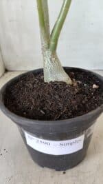 Planta Simples 2590 – 30cm – 02 anos - Imagem 6