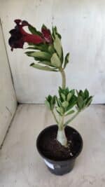 Planta Simples 2590 – 30cm – 02 anos - Imagem 5