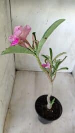 Planta Simples 2591 – 30cm – 02 anos - Imagem 7