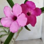 Planta Simples 2591 – 30cm – 02 anos