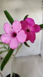 Planta Simples 2591 – 30cm – 02 anos