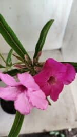 Planta Simples 2591 – 30cm – 02 anos - Imagem 4