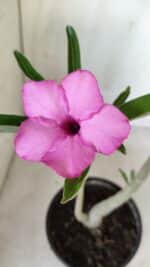 Planta Simples 2591 – 30cm – 02 anos - Imagem 5