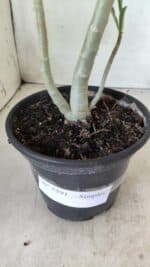 Planta Simples 2591 – 30cm – 02 anos - Imagem 11