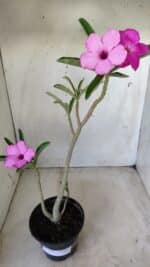 Planta Simples 2591 – 30cm – 02 anos - Imagem 10