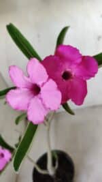 Planta Simples 2591 – 30cm – 02 anos - Imagem 3