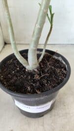 Planta Simples 2591 – 30cm – 02 anos - Imagem 9
