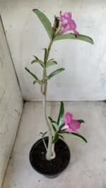 Planta Simples 2591 – 30cm – 02 anos - Imagem 8