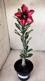 Planta Simples 2592 – 30cm – 02 anos - Imagem 2