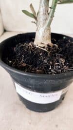 Planta Simples 2592 – 30cm – 02 anos - Imagem 6