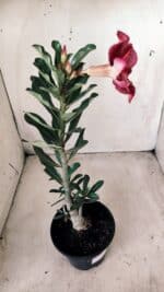 Planta Simples 2592 – 30cm – 02 anos - Imagem 5