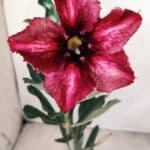 Planta Simples 2592 – 30cm – 02 anos