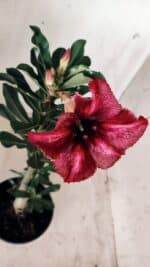 Planta Simples 2592 – 30cm – 02 anos - Imagem 4