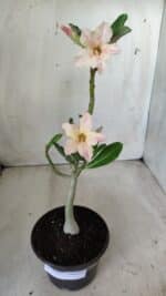 Planta Simples 2593 – 30cm – 02 anos - Imagem 2