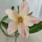 Planta Simples 2593 – 30cm – 02 anos