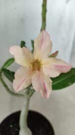 Planta Simples 2593 – 30cm – 02 anos