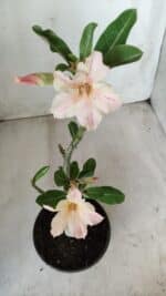 Planta Simples 2593 – 30cm – 02 anos - Imagem 4