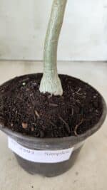 Planta Simples 2593 – 30cm – 02 anos - Imagem 7