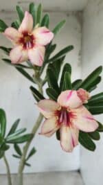 Planta Simples 2594 – 35cm – 02 anos - Imagem 4