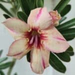 Planta Simples 2594 – 35cm – 02 anos