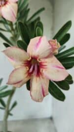 Planta Simples 2594 – 35cm – 02 anos