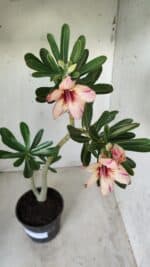 Planta Simples 2594 – 35cm – 02 anos - Imagem 5