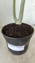 Planta Simples 2594 – 35cm – 02 anos - Imagem 8