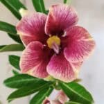 Planta Simples 2595 – 35cm – 03 anos