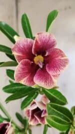 Planta Simples 2595 – 35cm – 03 anos