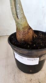 Planta Simples 2595 – 35cm – 03 anos - Imagem 6