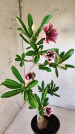 Planta Simples 2595 – 35cm – 03 anos - Imagem 4