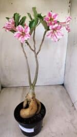 Planta Simples 2596 – 35cm – 03 anos - Imagem 2