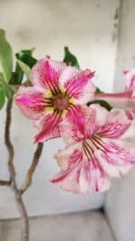 Planta Simples 2596 – 35cm – 03 anos - Imagem 5