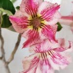 Planta Simples 2596 – 35cm – 03 anos