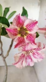 Planta Simples 2596 – 35cm – 03 anos